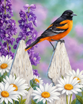 Summer Oriole & Daisy Diamond Painting Kit